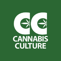 Cannabis Business Experts Cannabis Culture in Vancouver BC