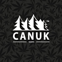 Cannabis Business Experts Canuk Seeds in Toronto ON