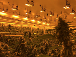 Cannabis GrowRoom Airflow